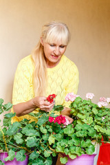 fifty-year-old beautiful Caucasian woman looking at blooming pelargonium