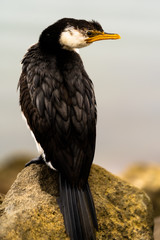 Little Pied Cormorant