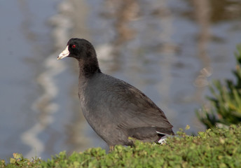 Birds and Nature of California