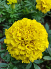 Fototapeta premium Yellow Flower Bokeh