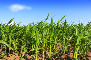 Green field with young corn