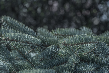 zielone gałązki jodły © Henryk Niestrój