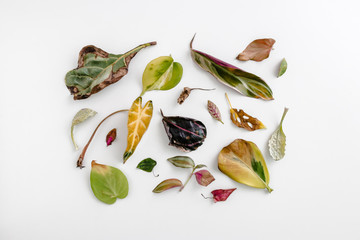Colorful houseplants dried leaves on a white background, creative flat lay season concept