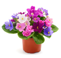 Violets beautiful flowers.
