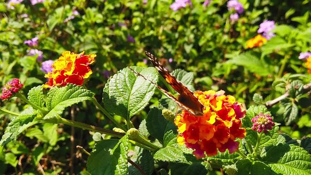 Video of a painted lady butterfly flying from one lantana camara flower to another, collecting nectar. Shot at 120 fps.