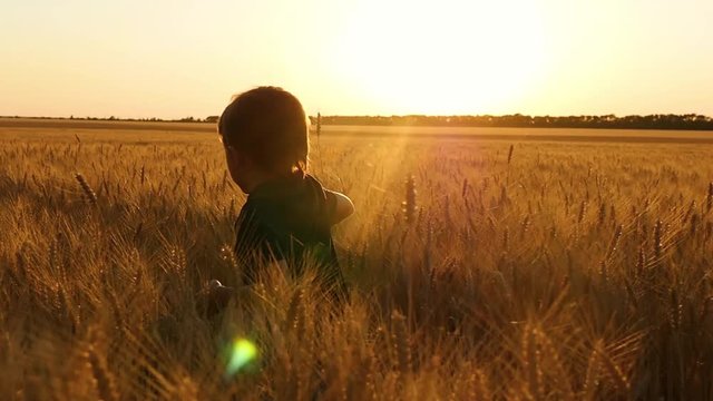 A little boy runs through a wheatfield, experiencing emotions: happiness, joy, delight. The concept of agriculture, agribusiness. Inspirational people and landscapes.