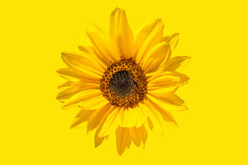 Obraz premium Abstraction, sunflower flower.