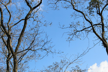 tree and sky