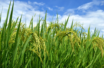 Fototapeta premium Rice Green Field