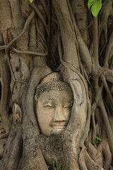 Buddha Head in Big tree at Wat Mahathat Thailand