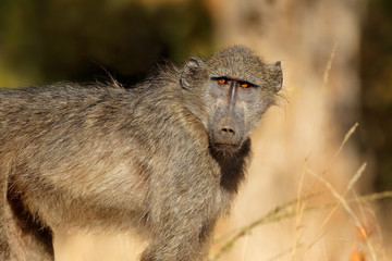 Young chacma baboon (Papio ursinus), Kruger National Park, South Africa.
