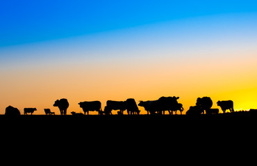 Fototapeta na wymiar Pasture at sunset. Silhouette of cattle grazing on a summer evening.