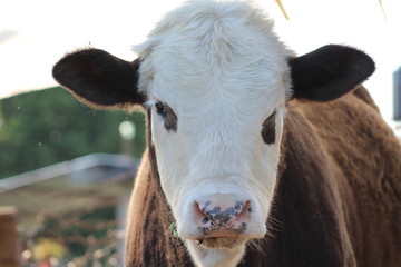 portrait of cow