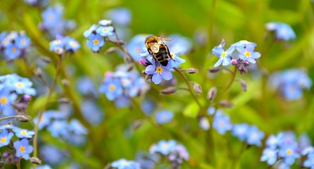 bee on flower