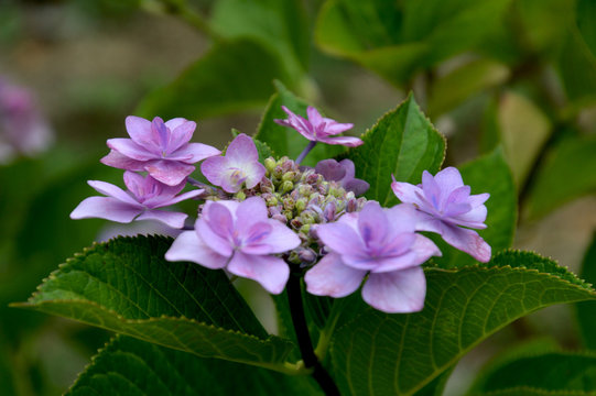 薄紫色のヤエガクアジサイ 八重額紫陽花 Stock Photo Adobe Stock