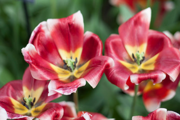 Fototapeta na wymiar Tulips 06