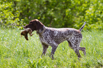 german shorthaired pointer carries a woodcock