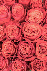 Background of pink and peach roses. Fresh pink roses. A huge bouquet of flowers. The best gift for women. vertical photo