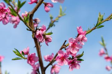 Fototapeta na wymiar Beautiful peach blossom. Pink Peach Flowers. peach flowers on blue sky background