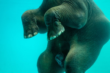 Elephant show swimming and blow the bubbles out of the trunk underwater in Thailand.