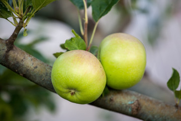 Green apples on orchard farm