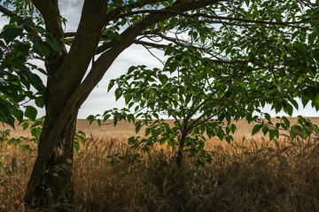 Lugar campestres bajo el árbol, nublado