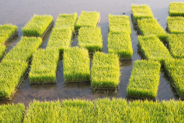 Abstract pattern of rice seedbed in rice paddy.