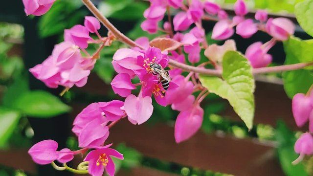 Bee and pink flower 