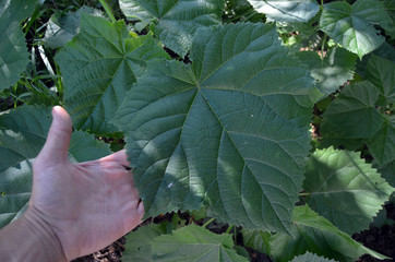 Seedling of Paulownia Tomentosa in the open ground.Green leaf texture. 