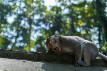 Monkeys in the monkey park