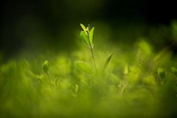 grass on green background