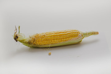 Cobs of ripe corn lie on  plate