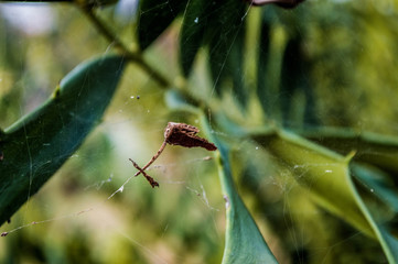 spider on leaf