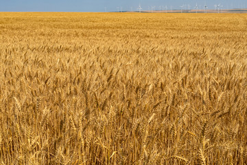Scenery of wheat field and the blue, cloudy sky