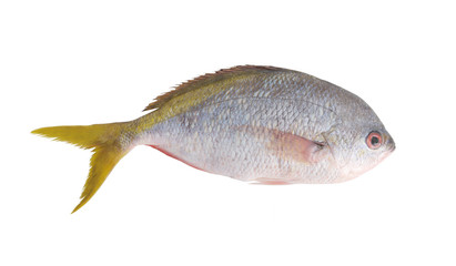 Redbelly yellowtail fusilier fish isolated on white background
