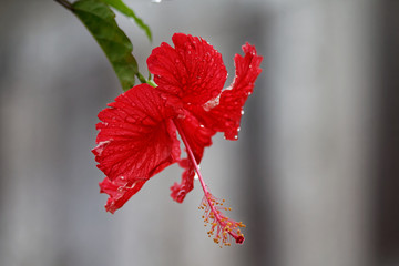 Hibiskus (rosa sinensis) © Miroslaw