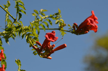 Campsis Tecoma radicans flower also known as trumpet vine trumpet creeper cow itch or hummingbird vine