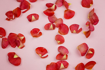 Ranunkulyusa red petals on a pink background. Flower background