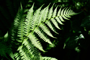 A branch of fern backlit by sunlight.