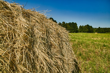Fototapeta na wymiar Coil hay on a green field against the azure sky background. Close-up.