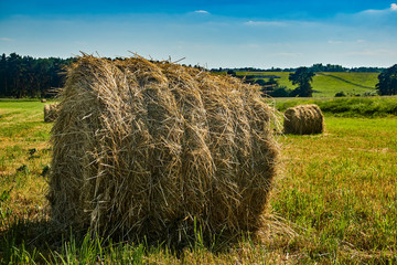Coil hay on a green field against the azure sky background. Close-up.
