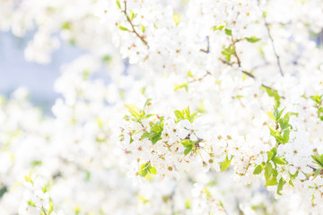 Fototapeta na wymiar Floral spring background, soft focus. Branches of blossoming bird-cherry Prunus padus in spring outdoors macro in vintage light blue pastel colors.