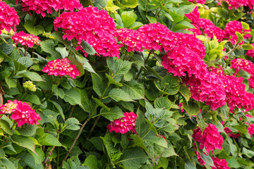 colorful hydrangea garden on the street