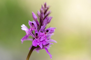 Fuchs' orchid (Dactylorhiza fuchsii)