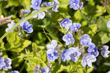 Fototapeta na wymiar meadow with purple flowers full of details