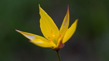 wild tulips on the Vercors plateau in the French Alps