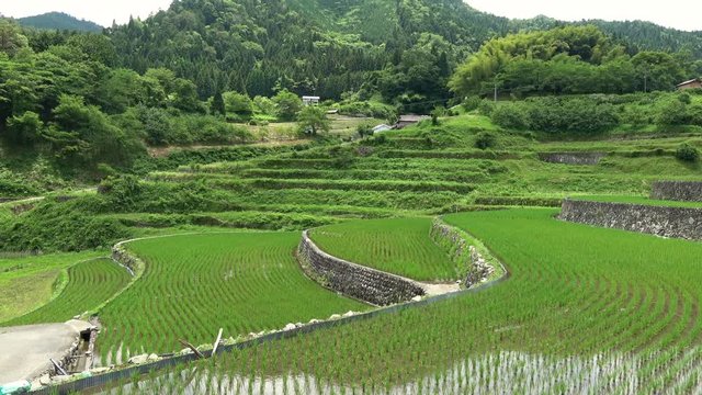 田植え後の棚田  井仁の棚田  広島県   Paddy fields, rice terraces in Hiroshima, Japan, Ini no tanada, 4K