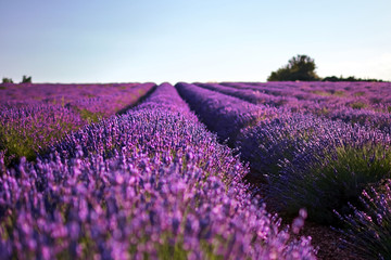 Naklejka na ściany i meble Blooming field of lavender flowers. Landscape of south France