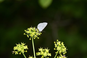 wild flowers and insects