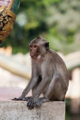 Macaque monkey. Kingdom of Thailand